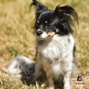 Meet your Posher, Rod